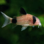 Коридорас панда (Corydoras panda)
