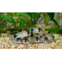 Коридорас панда (Corydoras panda)