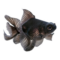 Телескоп бабочка чёрный 6-7см