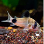 Коридорас панда (Corydoras panda)