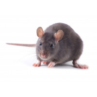 Крыса подросток