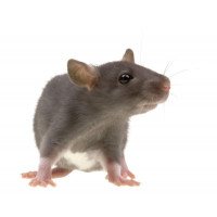 Крыса бегунок