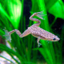 Лягушка карликовая аквариумная 