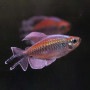 Тетра Конго (Phenacogrammus interruptus) 4см