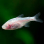 Тетра слепая (мексиканская) (Astyanax Mexicanus)