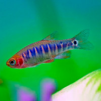 Микрорасбора эритромикрон