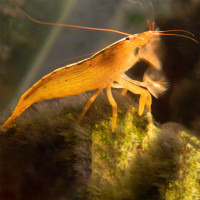 Креветка банановая фильтратор 6см