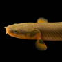 Каламоихт Калабарский (Erpetoichthys calabaricus) 20см