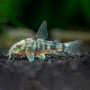Коридорас крапчатый (Corydoras paleatus) 3см