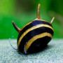 Улитка Неретина рогатая "Билайн" (Horned Nerite Snail) 1см.