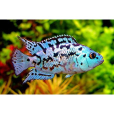 Блю Демпси 4см