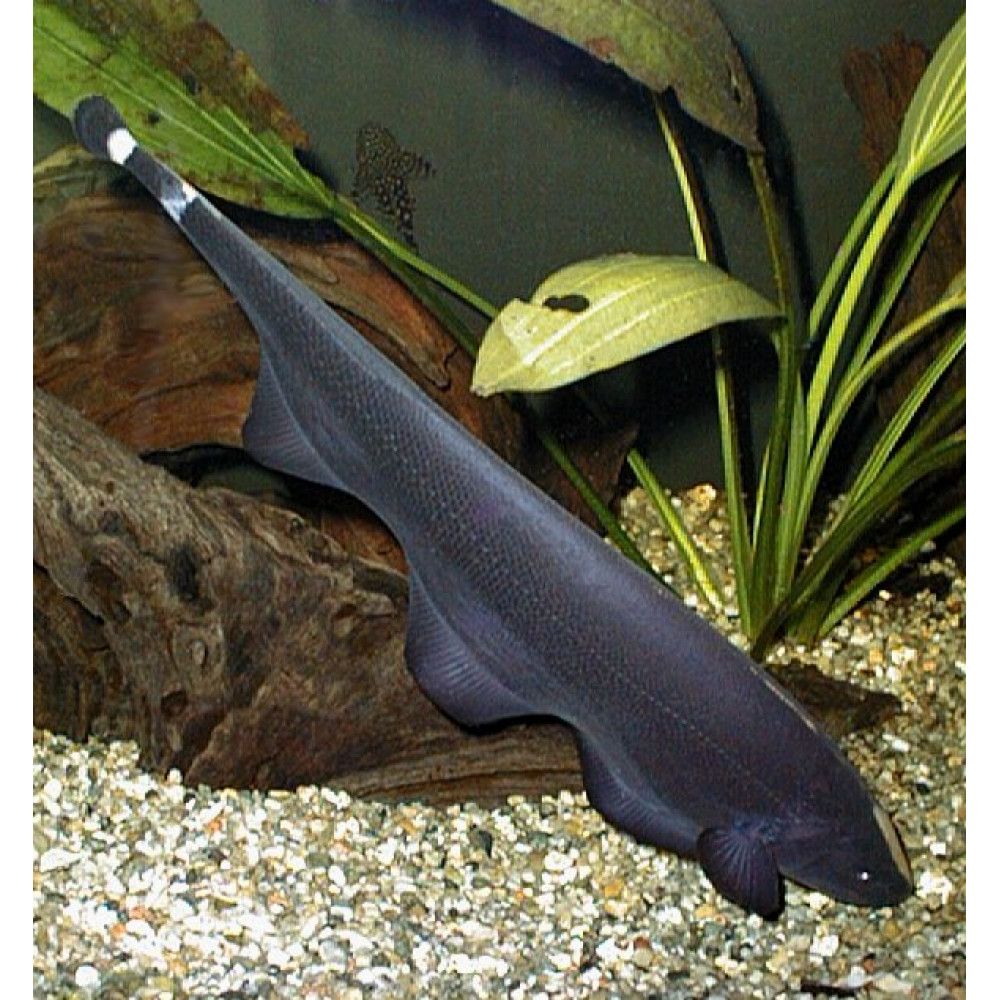 Какая рыба нож. Аптеронотус черный нож. Рыба Аптеронотус белокаймовый черный нож. Аптеронотус белокаймовый. Аптеронотус белокаймовый, рыба нож.
