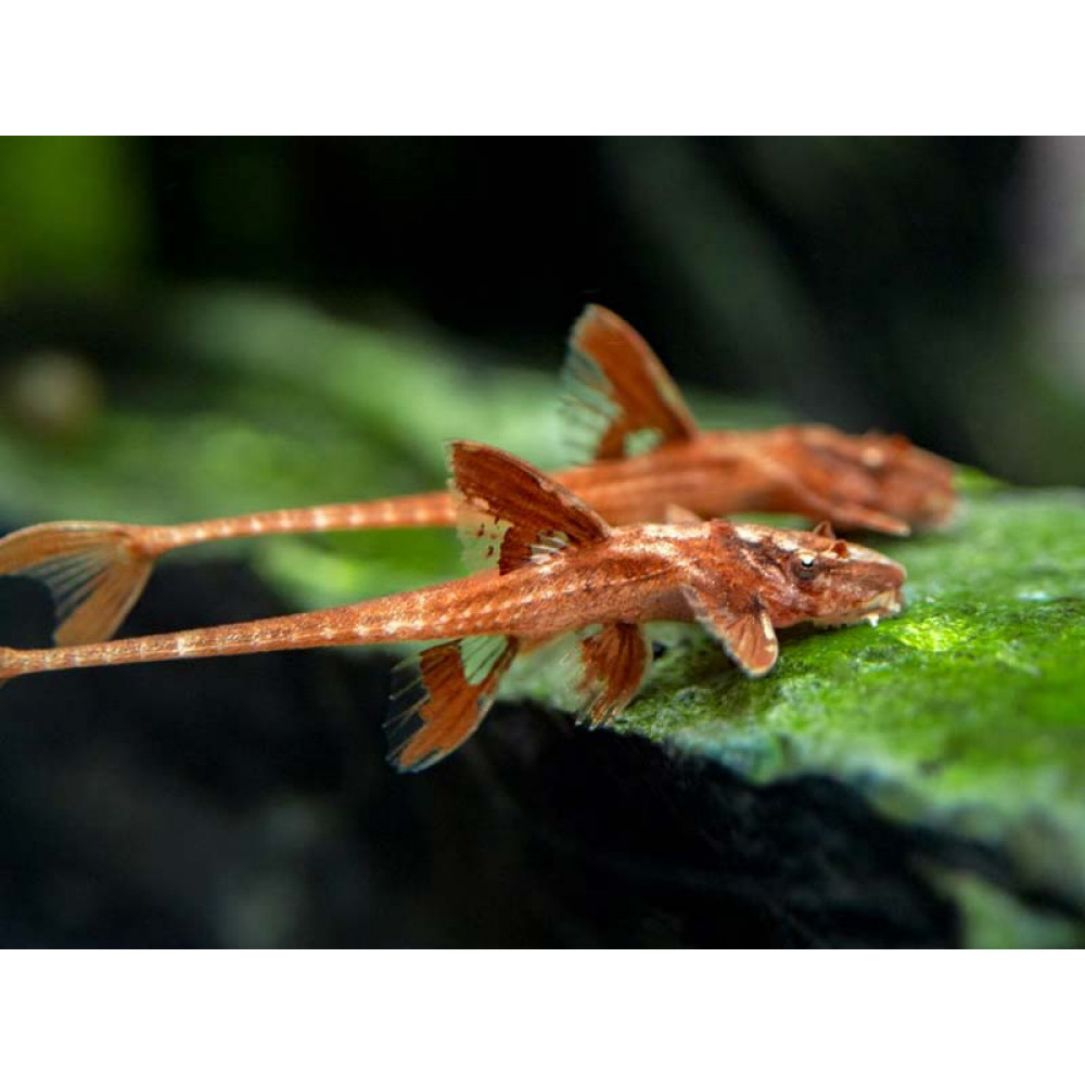 Лорикария красная 5см