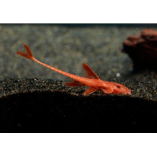 Лорикария красная 5см