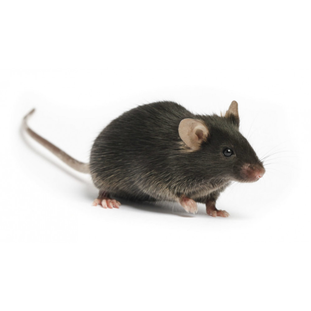 Видеть во живых мышей. К чему снятся мыши. К чему снятся мало мышей. Приснилась мышка маленькая серая. Взрослая и маленькая мышь.