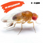 Муха (мушка) дрозофила плодовая (Drosophila Melanogaster)