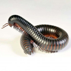 Гигантский чёрный Африканский кивсяк (Archispirostreptus gigas)