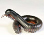 Гигантский чёрный Африканский кивсяк (Archispirostreptus gigas)