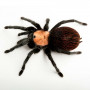 Паук «Brachypelma albiceps» (Брахипельма альбицепс) самка 5-6см.