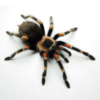 Brachypelma auratum самка 3-4см.