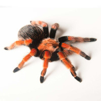 Brachypelma Boehmei самка 2-3см.