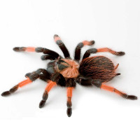 Brachypelma Emilia L2-3
