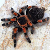 Brachypelma Hamorii (Smithi) самка 5см