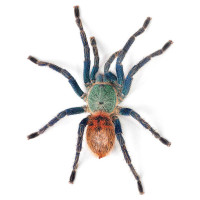 Chromatopelma cyaneopubescens L2-3