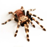 Lasiodora Cristata (Nhandu chromatus) самка 