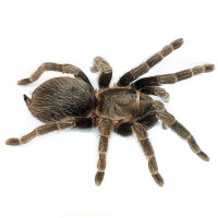 Lasiodora parahybana (Лошадиный паук) L2-3