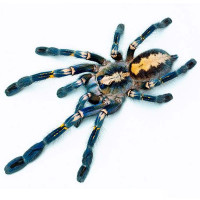Poecilotheria Metallica самка 4см.