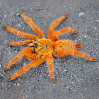 Pterinochilus murinus RCF L2-3
