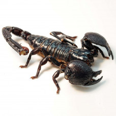 Скорпион Императорский (Pandinus Imperator) 7-8см.