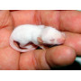 Мышь опушеная (опушенок)