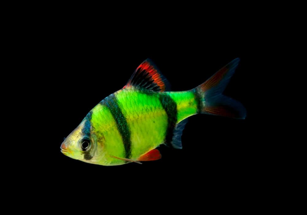 Аквариумные рыбки барбусы купить. Барбус суматранский красный. Рыбка Барбус суматранский. Барбус гло зеленый. Барбус суматранский зеленый.